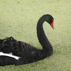 A photo of a black swan.