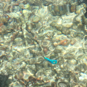 A photo of a bright blue coral fish under water.