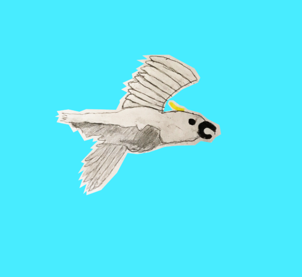 A drawing of a flying cockatoo bird on a bright light blue background.
