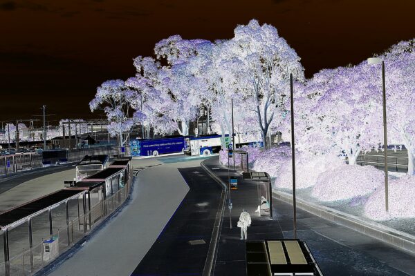 Polarised image of a streetscape with black sky and white trees.