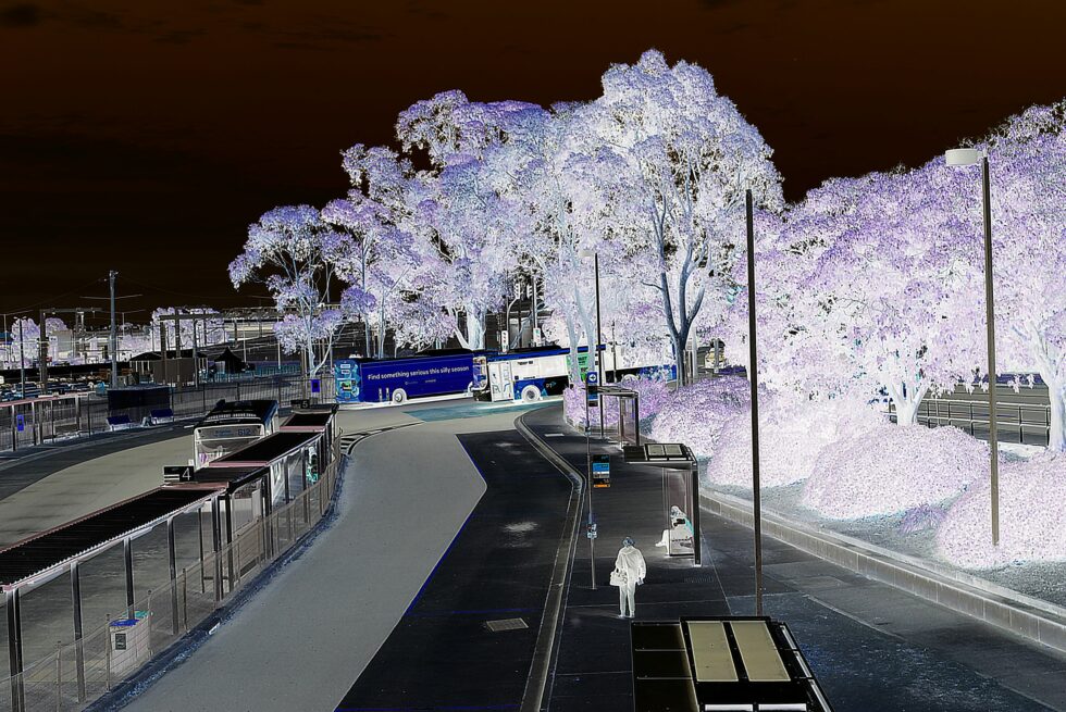 Polarised image of a streetscape with black sky and white trees.