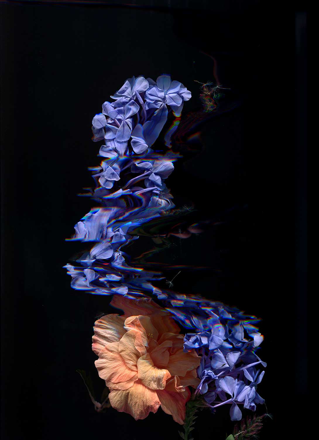 a purple flower is being warped. at the bottom is an organce flower compressed against the purple.