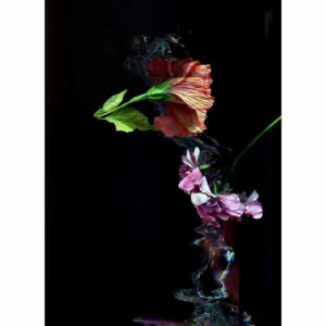 an orange and pink flower are falling in front of a black background