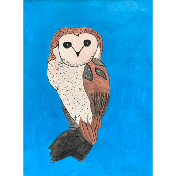 A barn owl facing forwards on a blue background.