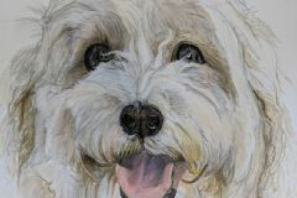a pencil drawing od a white and tan coloured dog with scuffy fur.