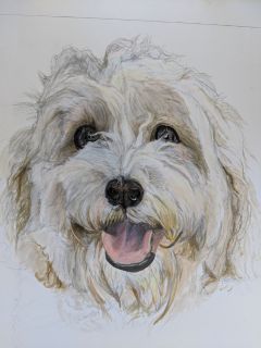 a pencil drawing od a white and tan coloured dog with scuffy fur.