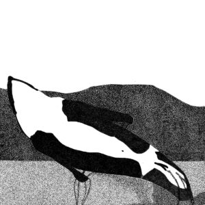 black and white killer whale is stretched on its back on a black dotted background.