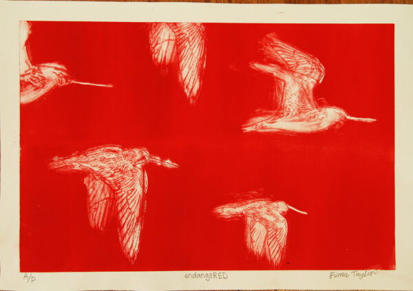 Birds in flight fly across a background of red in a print of an etching.