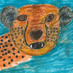 A pencil and pastel illustration of a cheetah. The cheetah’s head faces forward, baring its teeth, taking up most of the page. The background is a bright, teal blue.