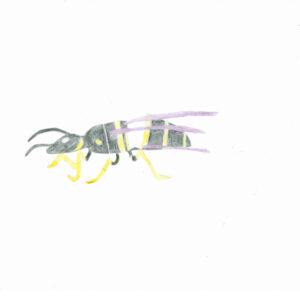 A drawing of a wasp with coloured pencils. THe wasp has a black body, yellow feet and purple wings.