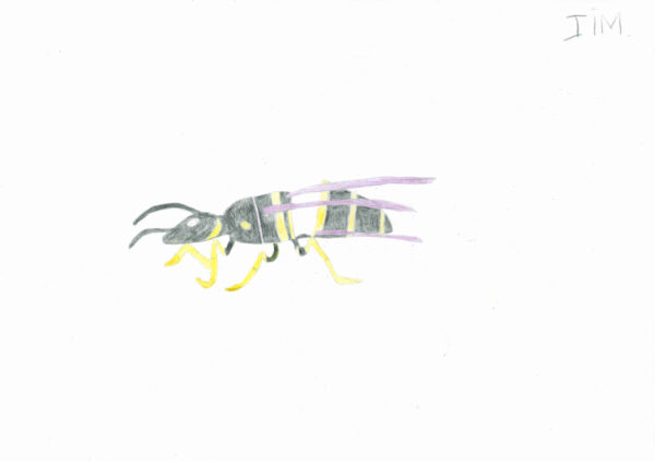 A drawing of a wasp with coloured pencils. THe wasp has a black body, yellow feet and purple wings.