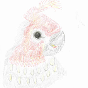 Coloured pencil drawing of a male gang gang cockatoo. It has grey feathers, a grey beak with a red and yellow face, red head feather and a black eye.