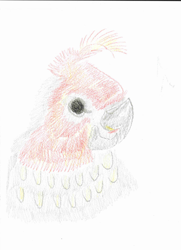 Coloured pencil drawing of a male gang gang cockatoo. It has grey feathers, a grey beak with a red and yellow face, red head feather and a black eye.