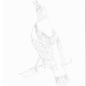 Finepoint pencil sketch of a female magpie on a branch. Her head is raised upwards, beak open as though cawing.