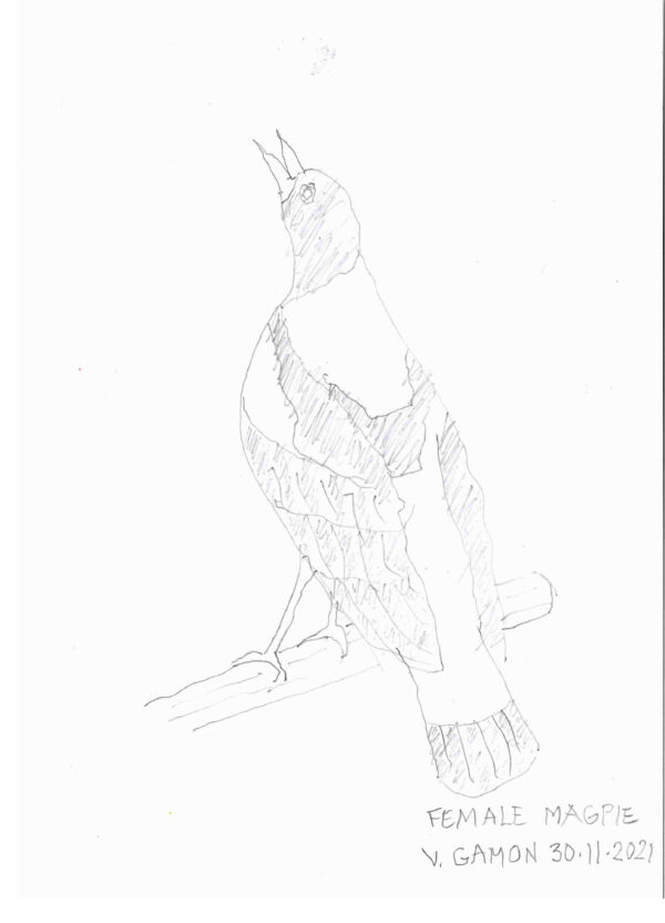 Finepoint pencil sketch of a female magpie on a branch. Her head is raised upwards, beak open as though cawing.