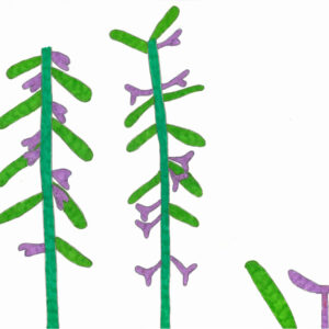 A stylized texta drawing of green stems with small, purple flowers. On the bottom right of the page, as though in the foreground, is one large oblong shaped leaf and one purple flower, as though they have fallen from the stem.