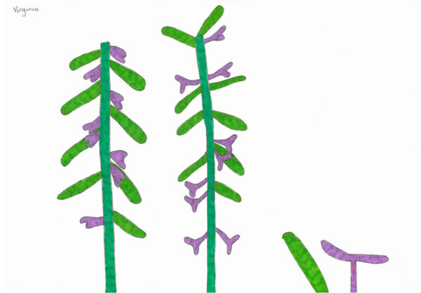 A stylized texta drawing of green stems with small, purple flowers. On the bottom right of the page, as though in the foreground, is one large oblong shaped leaf and one purple flower, as though they have fallen from the stem.