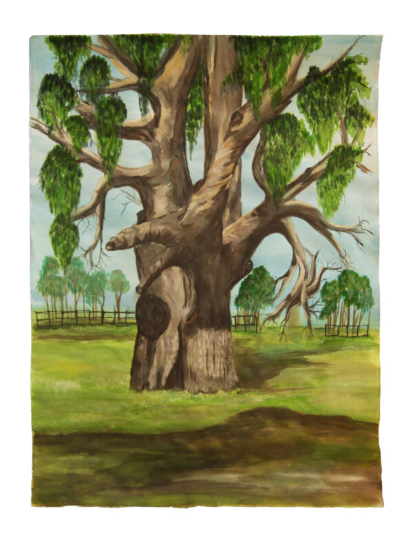Water colour drawing of an older eucalyptus tree in earthy tones with green leaves.
