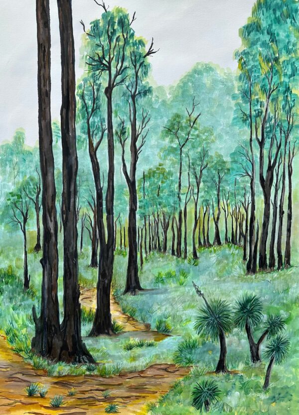 Australian forest with tall, thin trees