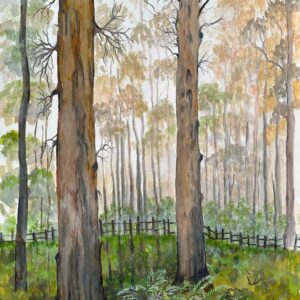 Trees in the Australian bush