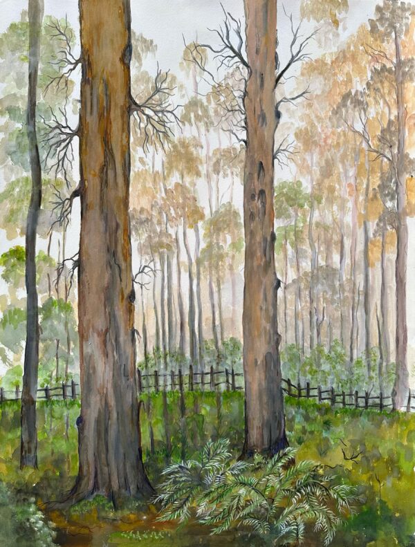 Trees in the Australian bush